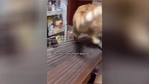 New Cats Videos 2024😹 Funny Cat Videos Funny Cats #14