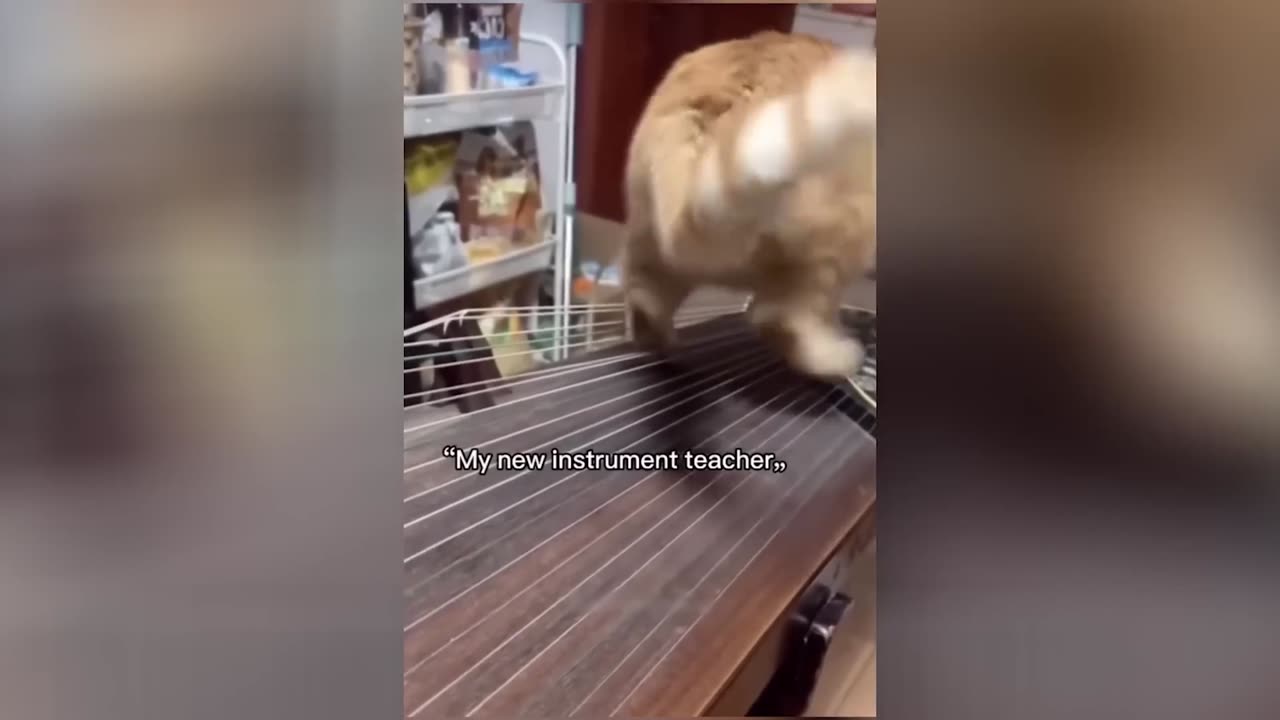 New Cats Videos 2024😹 Funny Cat Videos Funny Cats #14