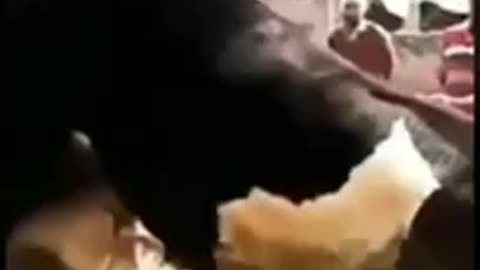 Animals funny 😂😂 mating video 😂😂