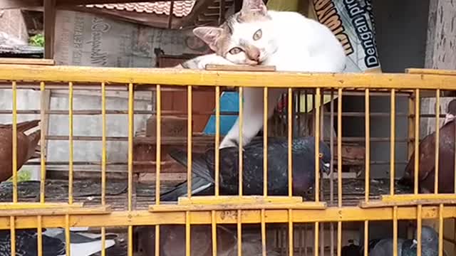 cute cat is joking with birds 😂