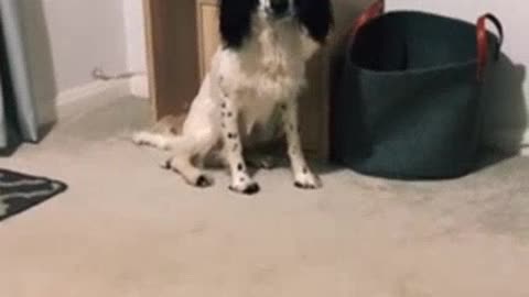 Pup adorably confused after owner moves his bed smart dog