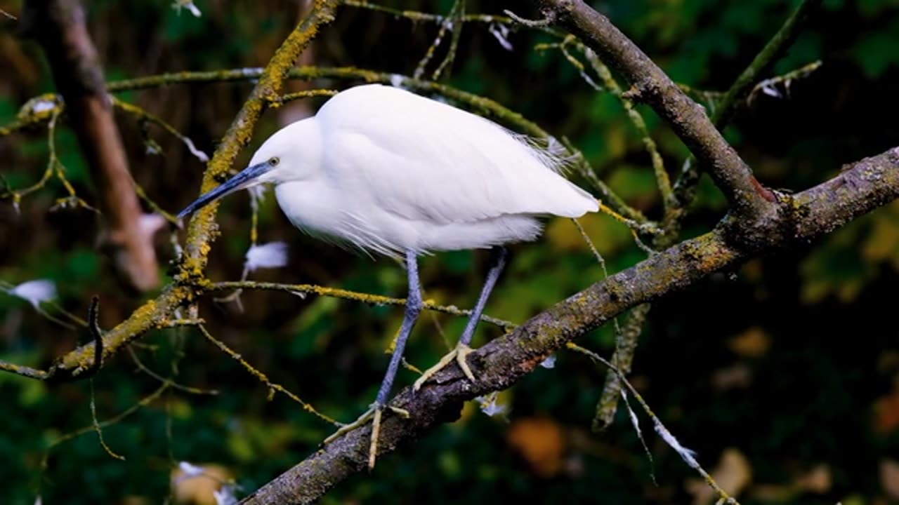 Heron are waiting for Target to catch