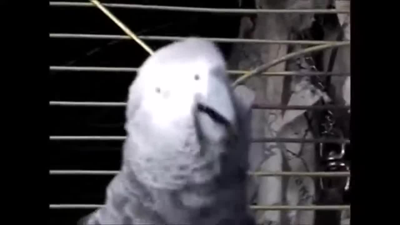 Try not to Laugh Funny Parrot Swearing