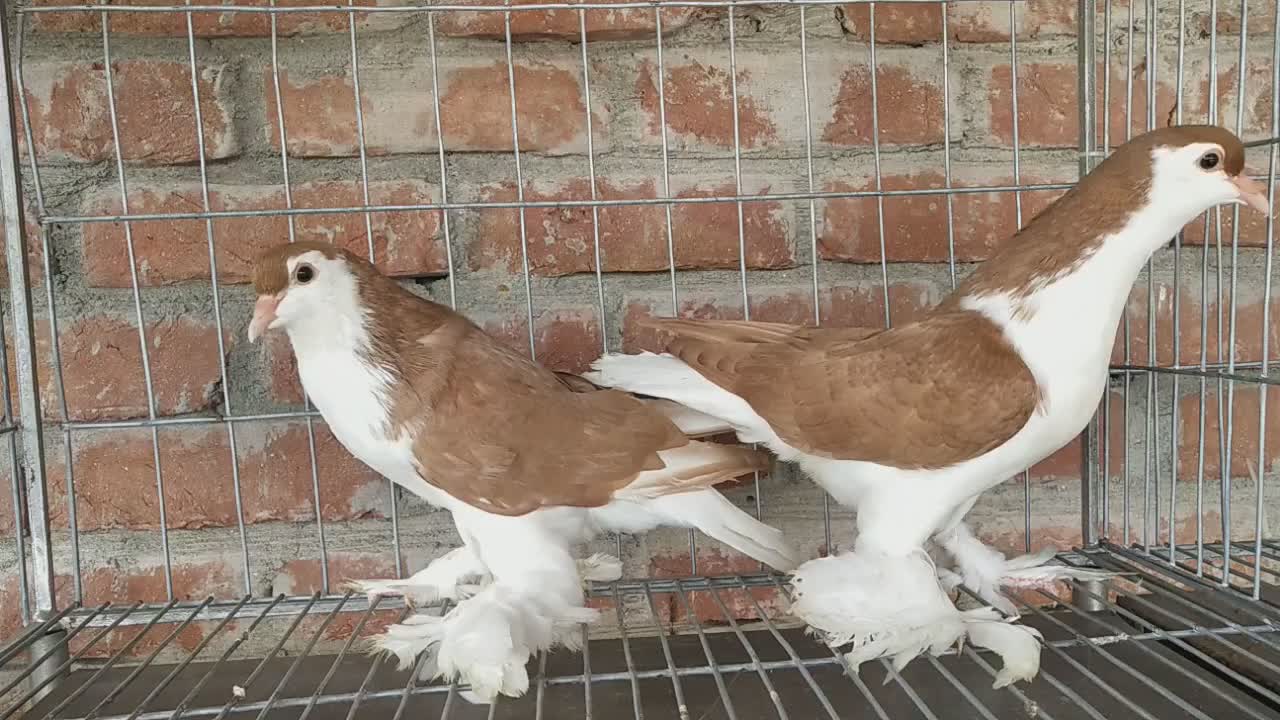 Lahore Pigeon(part-2)-2021