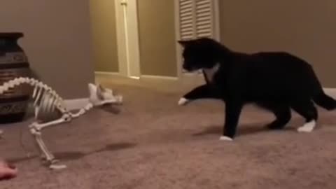When the cat is afraid