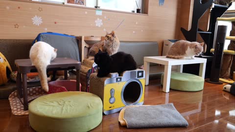 Cat sisters' daily life