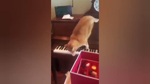 Funny cat playing the piano