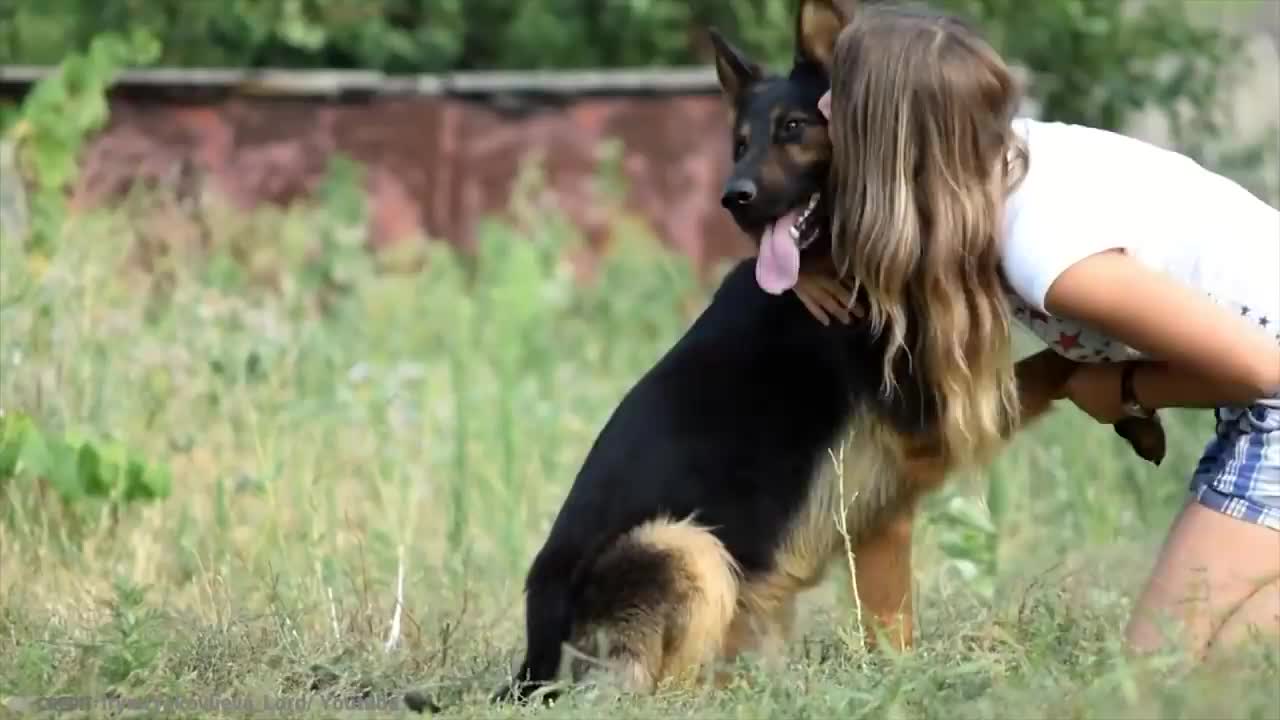 15 Best Trained and Disciplined Dogs in the World