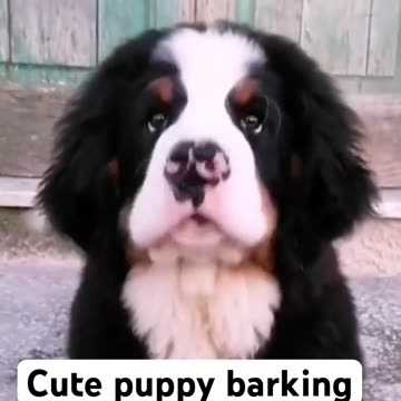 puppy Barking #cutepuppy #puppy #dog #pets #shorts #viral #trending