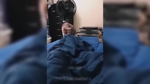 New Funniest Animals😅🤣 Funny Cats and Dogs Videos😸🐶 Part 2 #funnycats #cats