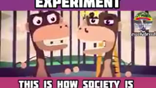 The 5 Monkeys Experiment