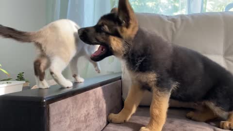 Funny German Shepherd Puppy and Cute Kitten Playing