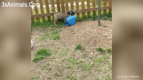 Cute puppies doing random funny things