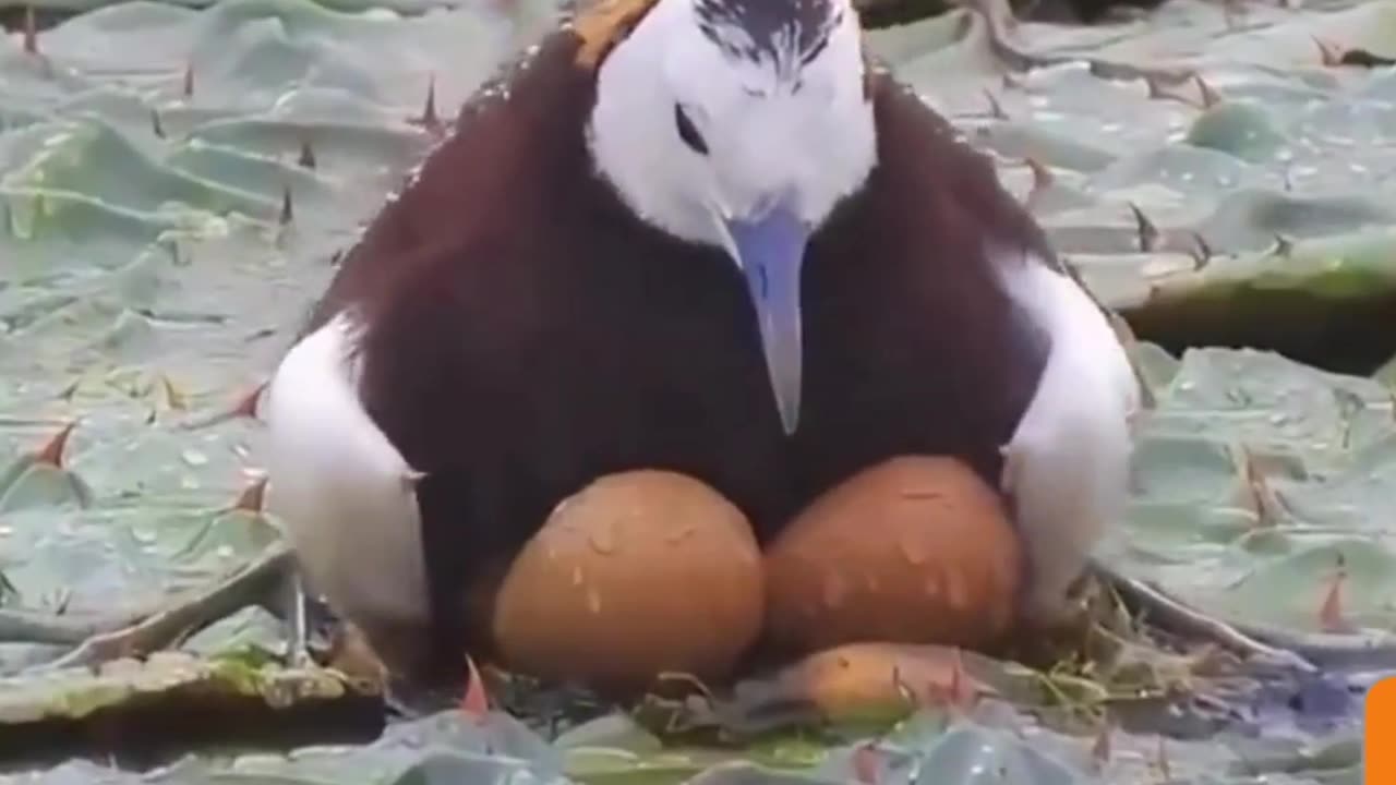 "Unconditional Love: Mother Bird's Devotion in the Storm"