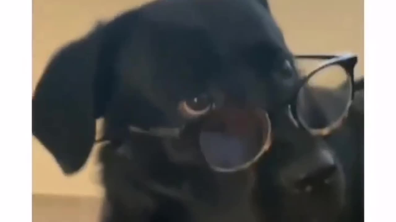 Funny Animal Videos