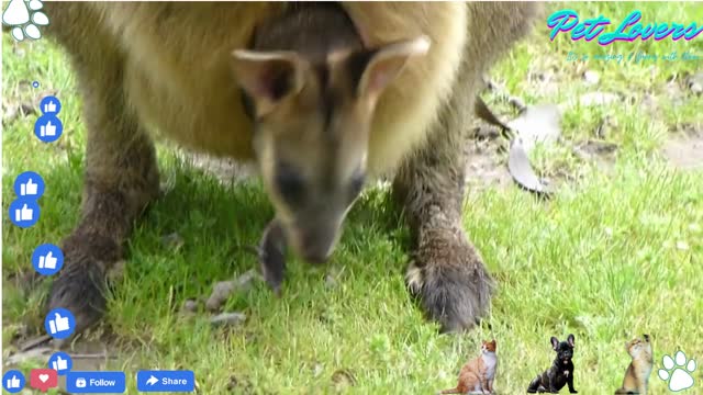 Baby Kangaroo in Pouch