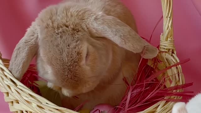 conceptual-video-of-easter-celebration-