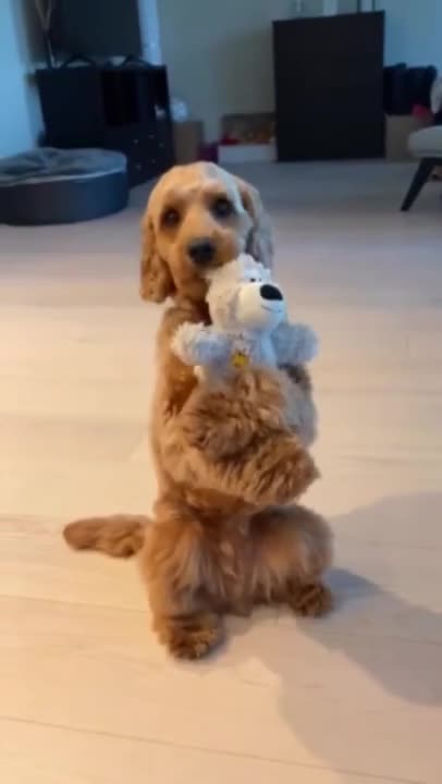 Stealing My Dog's Bed | Funny Dog Reaction