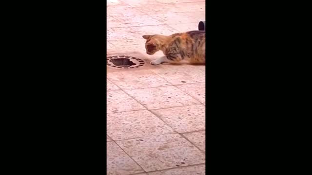 See how a cat caught a mouse very cleverly