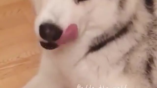 Funniest Siberian Husky Dog Videos 😁😇 Best Funny Animal Videos 2022 😺 Funny Dog Videos 2022 😁