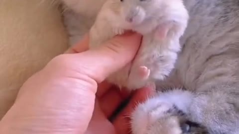 Cat 🐈 and hamster become a friend