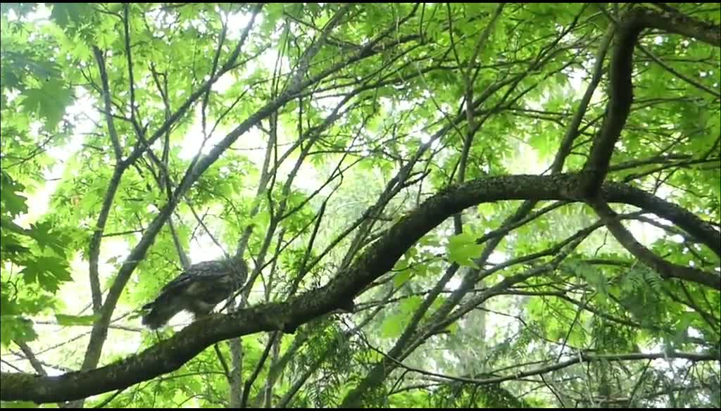 funny birds[owlet and the mum]