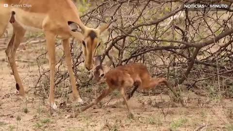 A emoção do nascimento no mundo animal