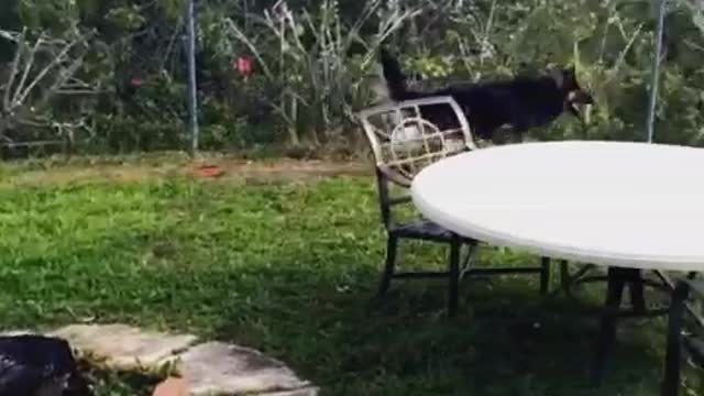 German shepherd chases white rabbit along backyard fence