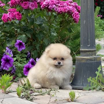 Funny Dogs on gardan