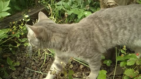 A German cat explores the garden