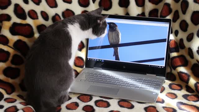 Cat is trying very hard to get this bird out