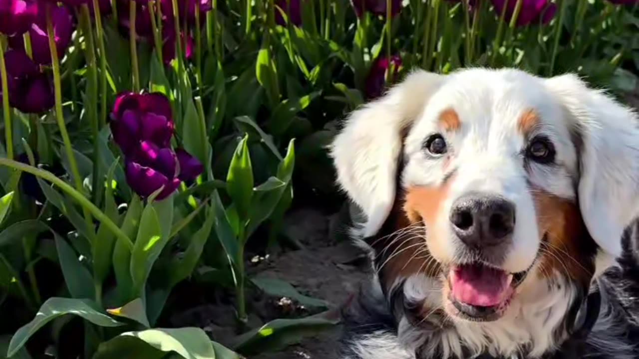 Beautiful dog 😊🥰🥰🐕🐕🐕🐕