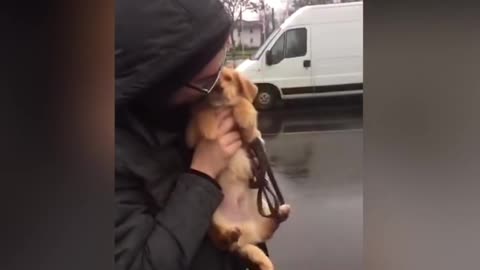 Cute Dog Videos 😍