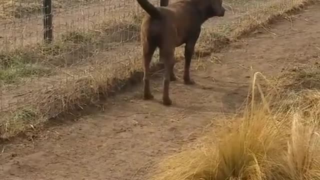 Lion asking dog for forgiveness