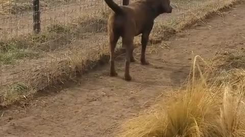 Lion asking dog for forgiveness