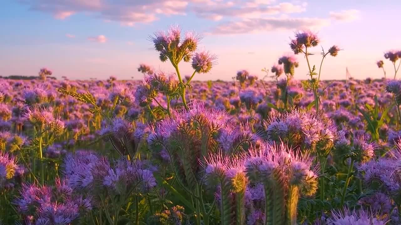 sea of flowers