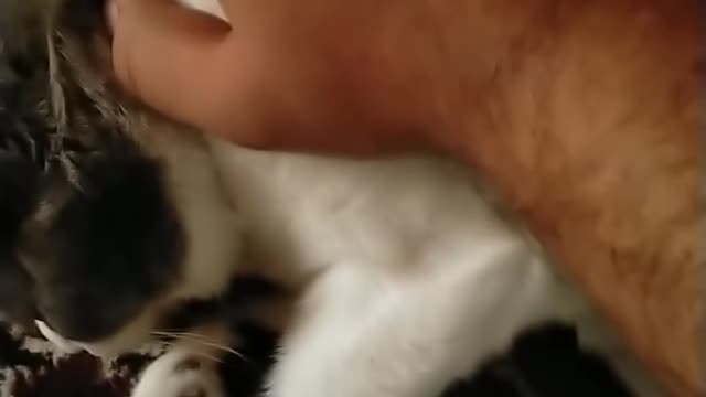 Cat Purring