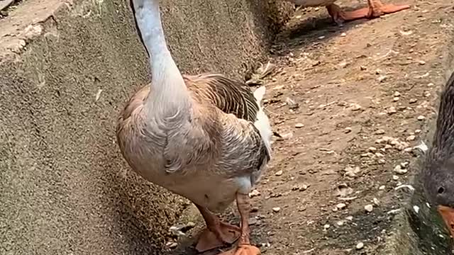 What a powerful goose