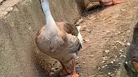 What a powerful goose