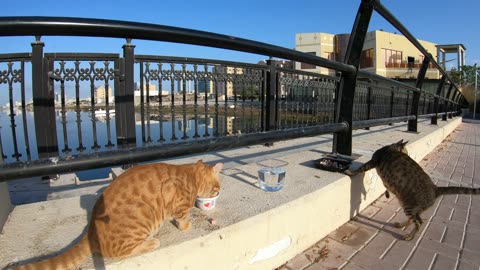 CHRIS MARTIN & MICHAEL JACKSON - Homeless cats in Ras Al Khaimah, UAE #ChrisMartin #MichaelJackson