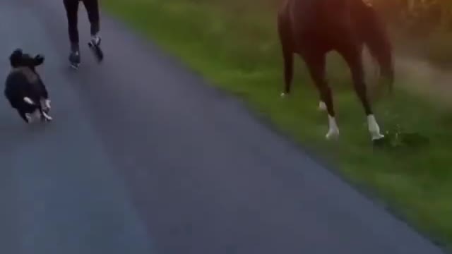 A dog and a horse and its owner went out for a walk.