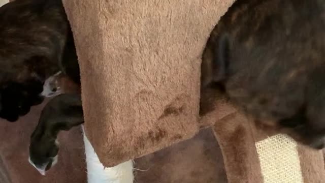 Boxer Puppy Climbs into Cat Tower For Playtime