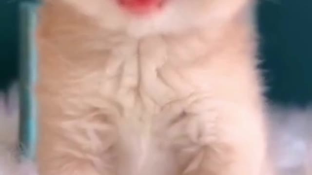 Cute Kitten Baby Cat Funny Cat Videos