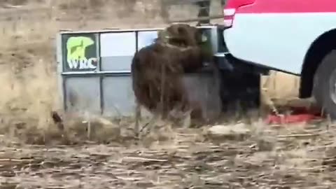 Terrifying moment bear released into wild by charity turns on ranger and attacks