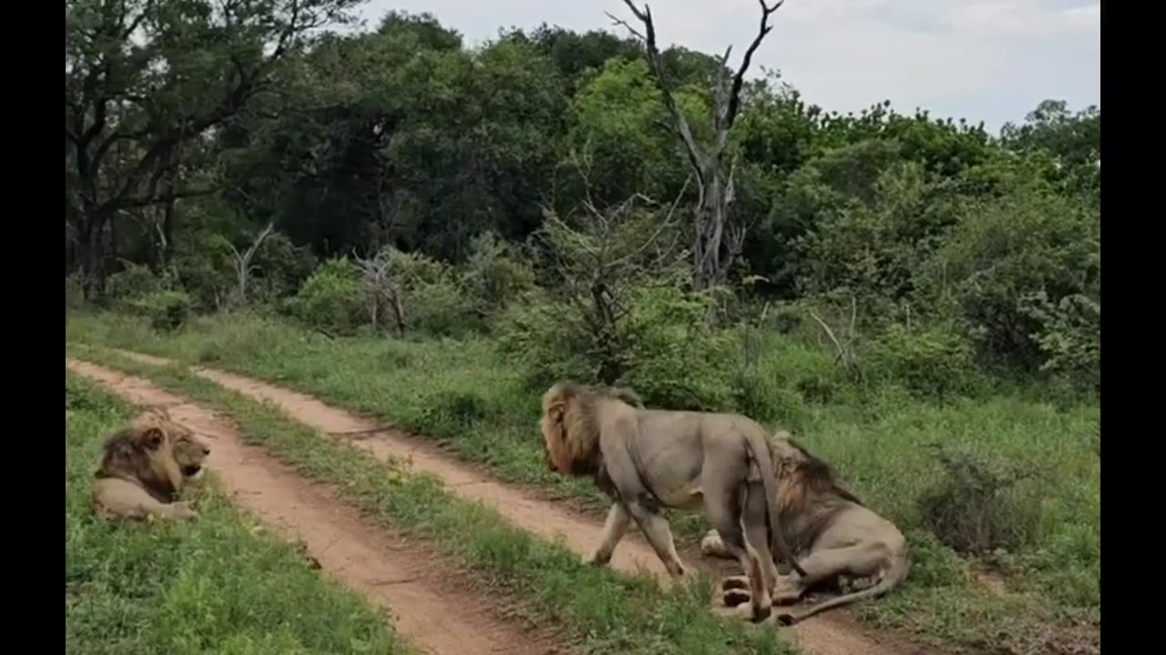 young lions appearing on safari