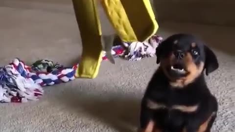 Cute and funny animals