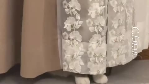 Funny cats