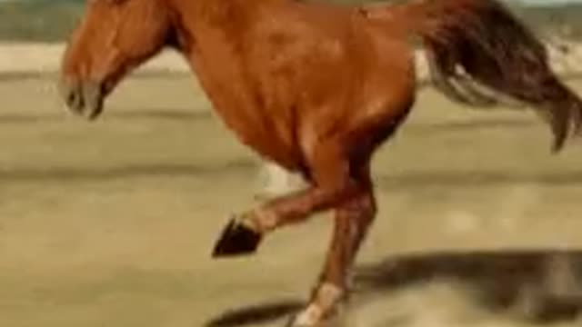 very sad horse