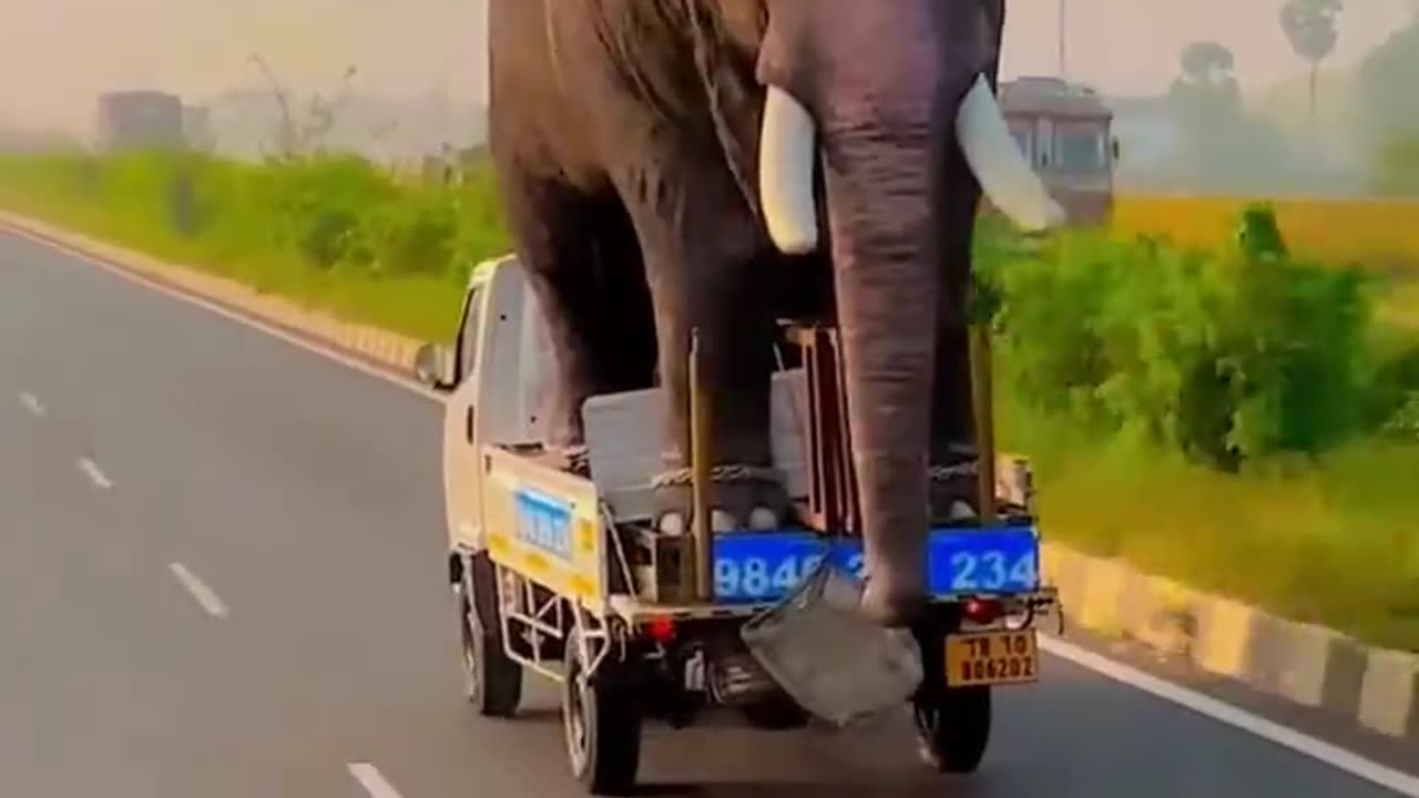 Eerrmm... Elephant Transportation 🐘