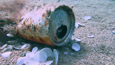 Baby Octopus Makes Home from Aluminum Can